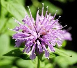 Wild Bergamot Bee Balm