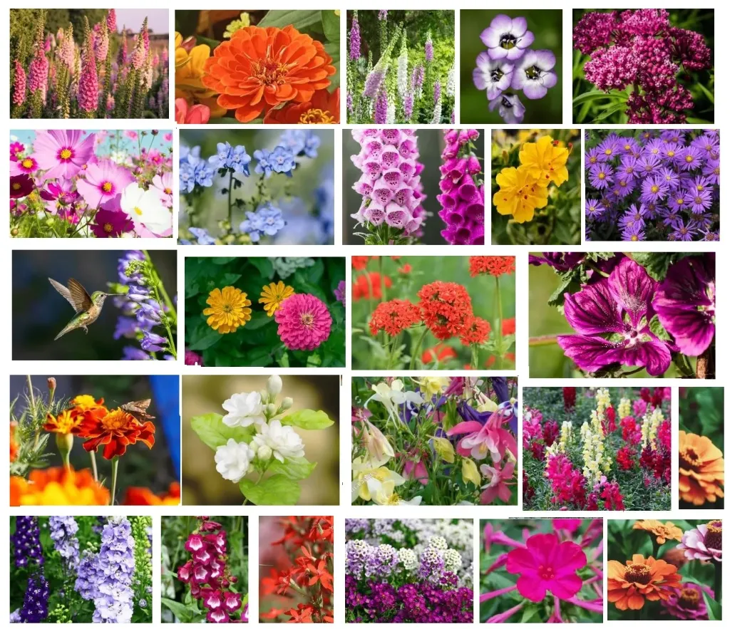 Wildflower Seeds - Hummingbird, Butterfly & Bee Pollinator Mix