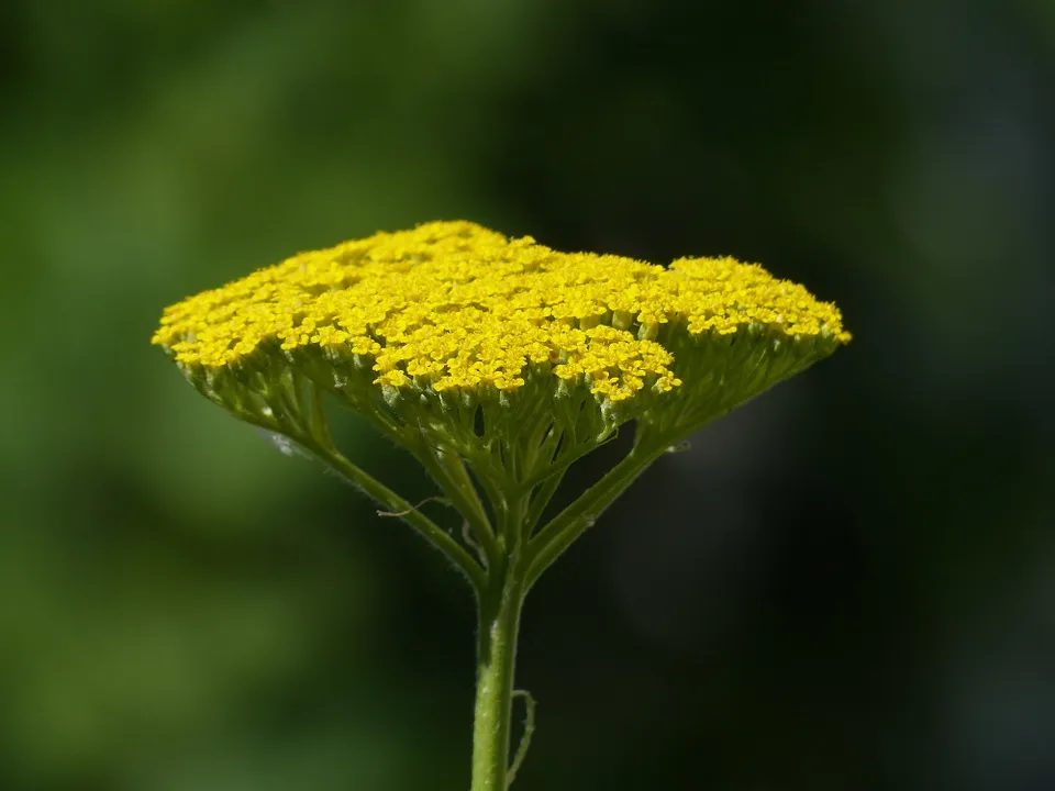 Yarrow - Golden