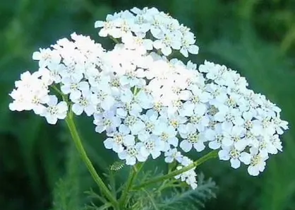Yarrow - White