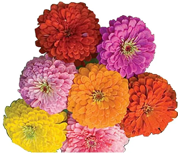 Zinnia - Giants of California Mixed Color