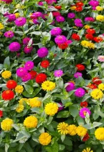 Zinnia - Lilliput Mixed Colors