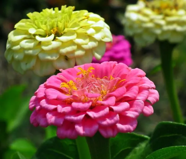 Zinnia - Thumbelina Mix, Dwarf