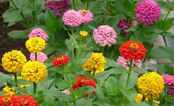 Zinnia - Thumbelina Mix, Dwarf