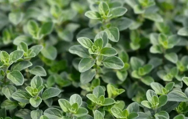 Marjoram - Sweet Marjoram