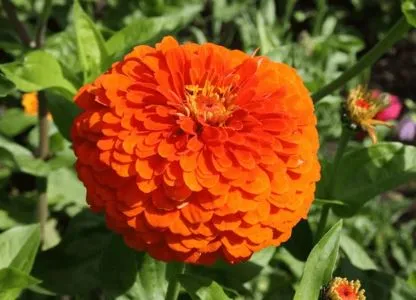 Zinnia - Orange King