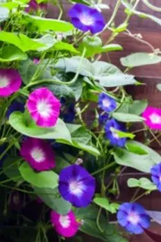 Morning Glory - Tall Mix