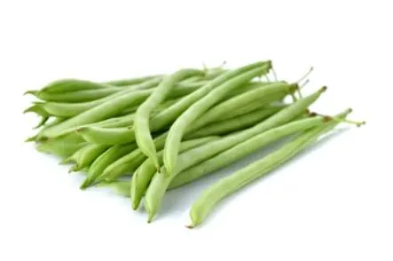 Bean - Provider Green Bean (Bush)