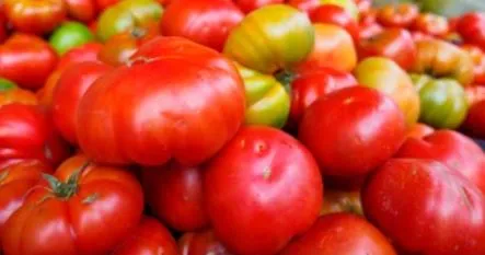 Tomato - Dutchman Beefsteak