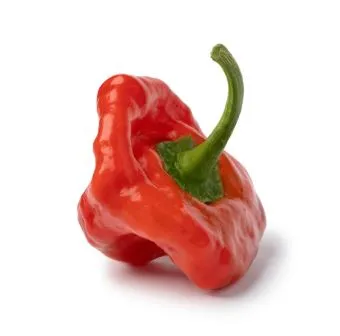 Pepper - Scotch Bonnet, Red (Hot)