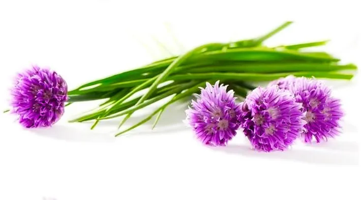 Chives
