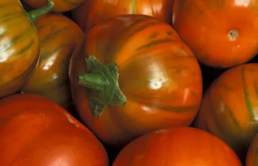 Eggplant - Turkish Orange