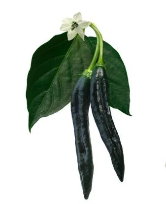 Pepper - Pasilla Bajio (Med/Hot)