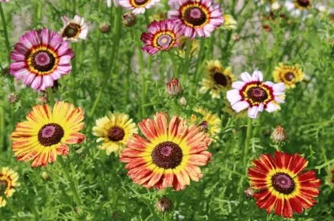 Daisy - Painted Daisy