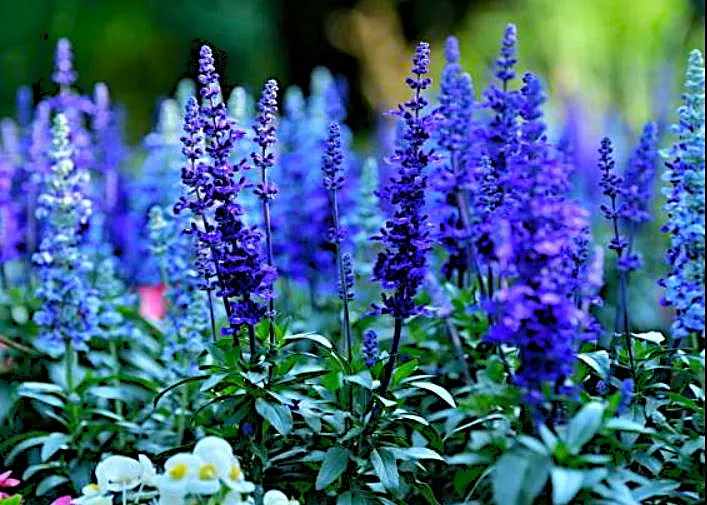 Blue Sage