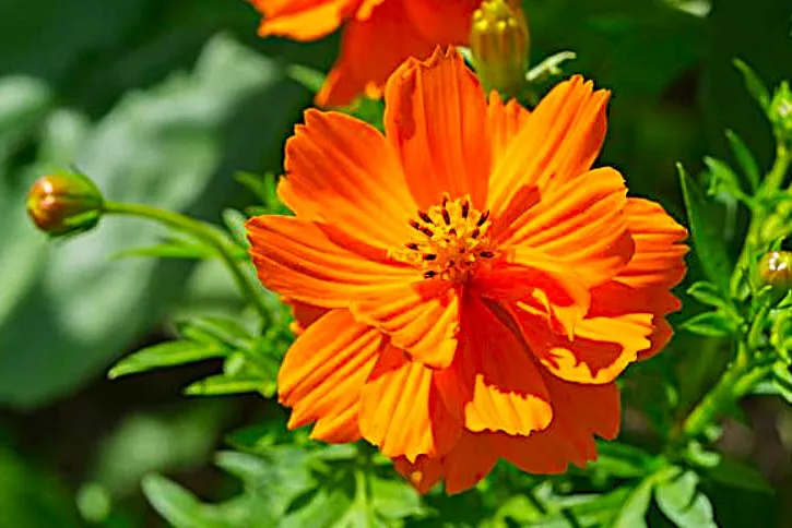 Cosmos - Orange Dwarf
