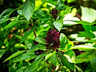 Basil - Licorice Thai