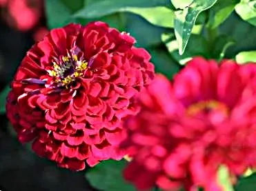 Zinnia - Cherry Queen