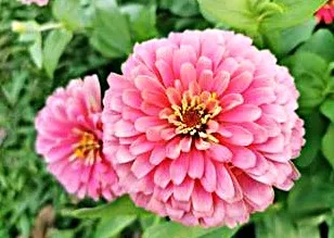 Zinnia - Rose