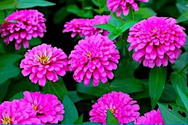 Zinnia - Lavender