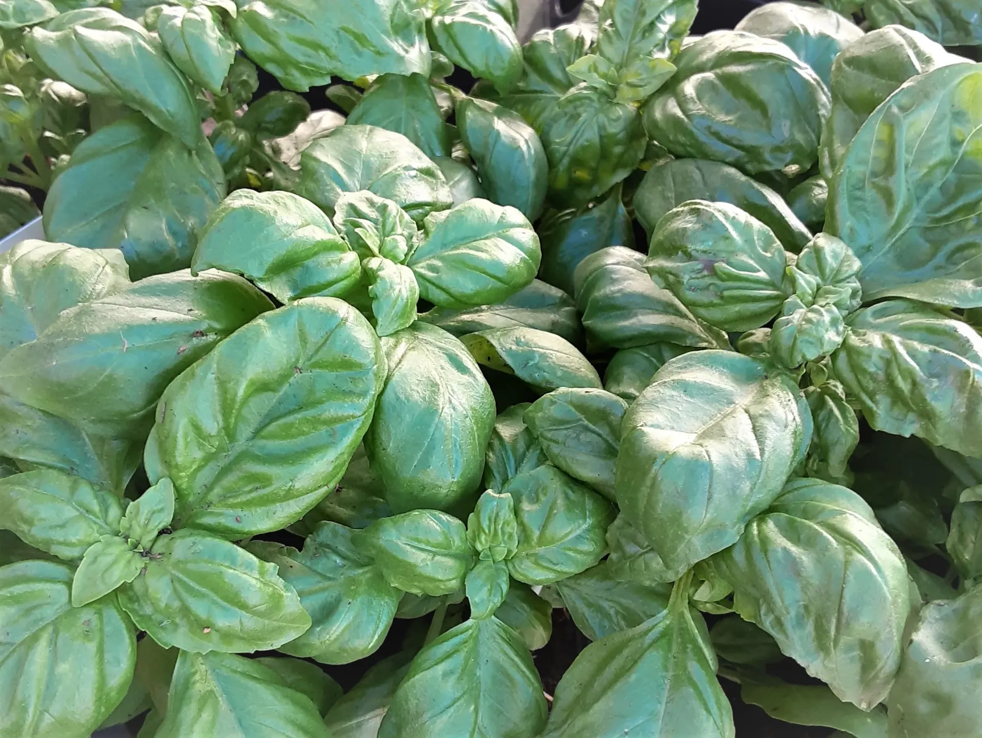 Basil - Italian Large Leaf Basil