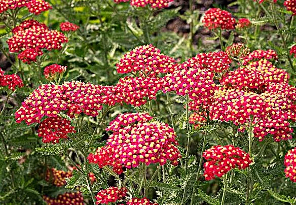 Yarrow - Red