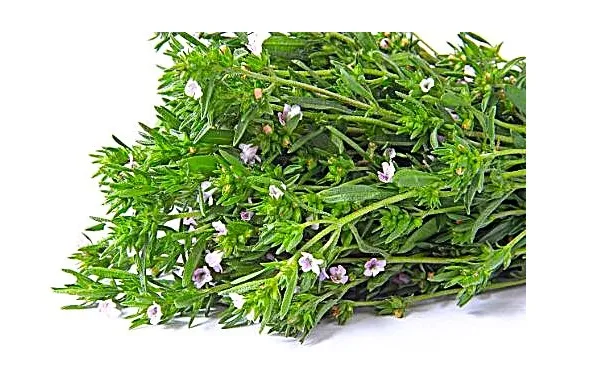 Summer Savory