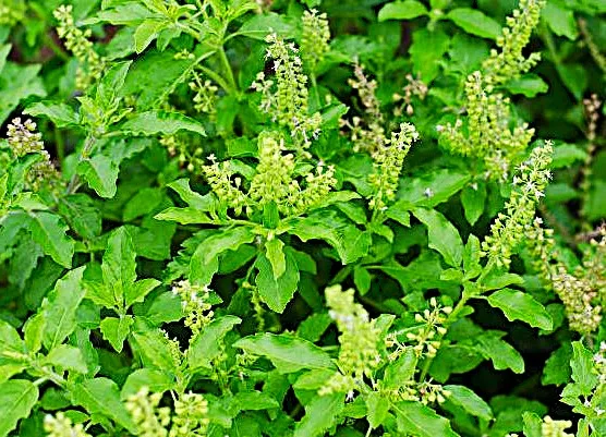 Basil - Holy, Green Leaf