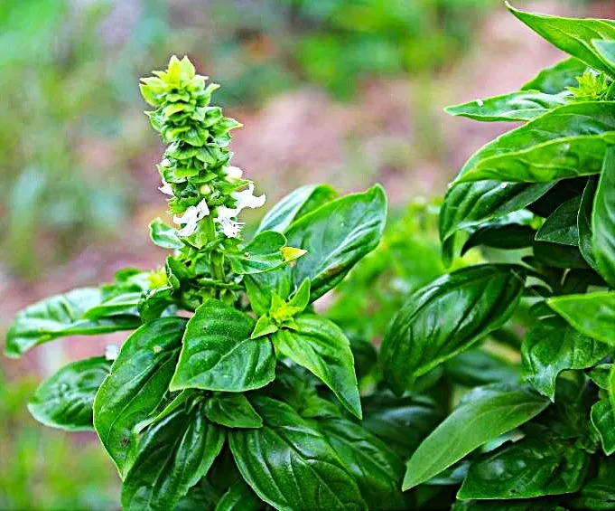 Basil - Lime