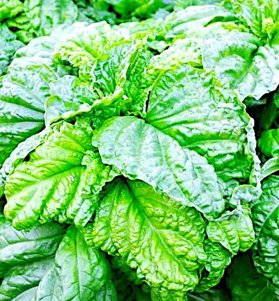 Basil - Lettuce Leaf