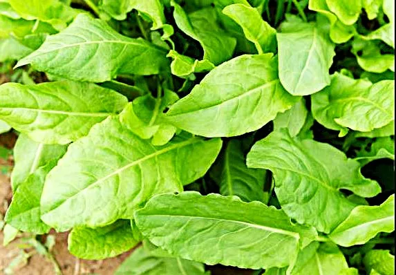 Sorrel - Large Leaf
