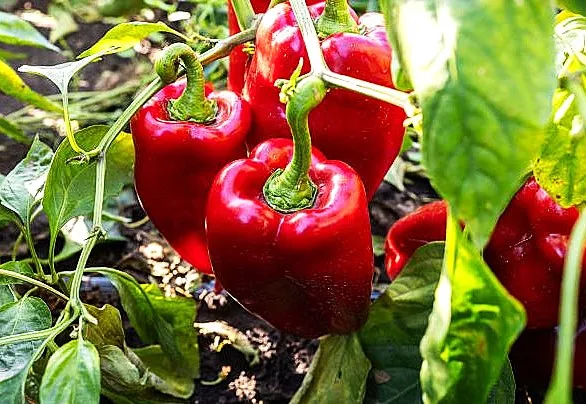 Pepper - Quadrata D'Asti Rosso Sweet Pepper