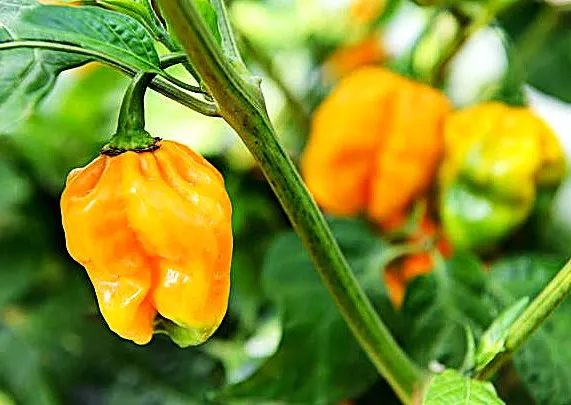 Pepper - Yellow Devil's Tongue (Hot)