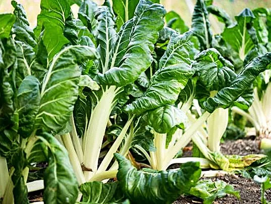 Swiss Chard - White Ribbed Large