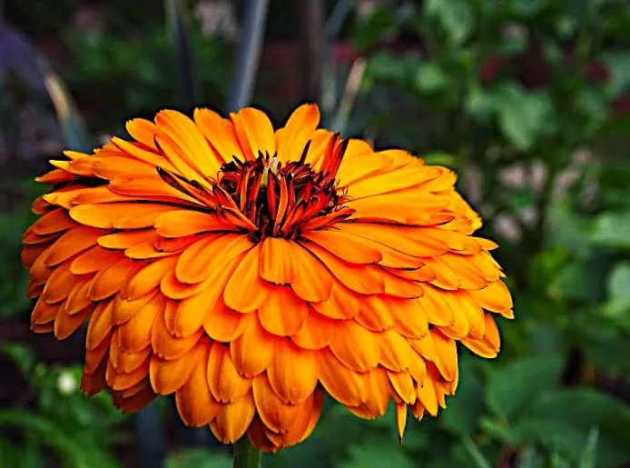 Calendula - Orange Pacific Beauty