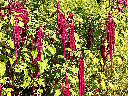 Amaranth - Love Lies Bleeding