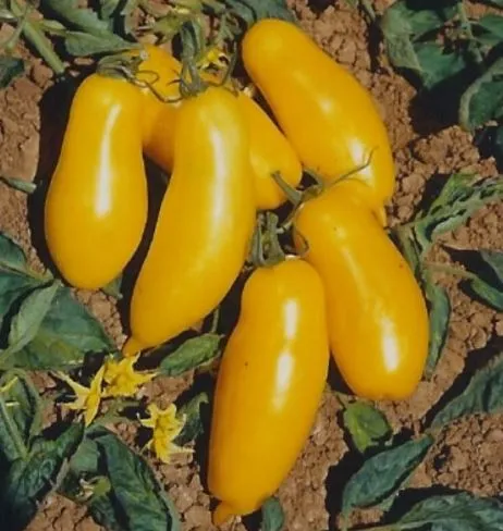 Tomato - Banana Legs Cherry Tomato